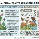 flora vs fauna